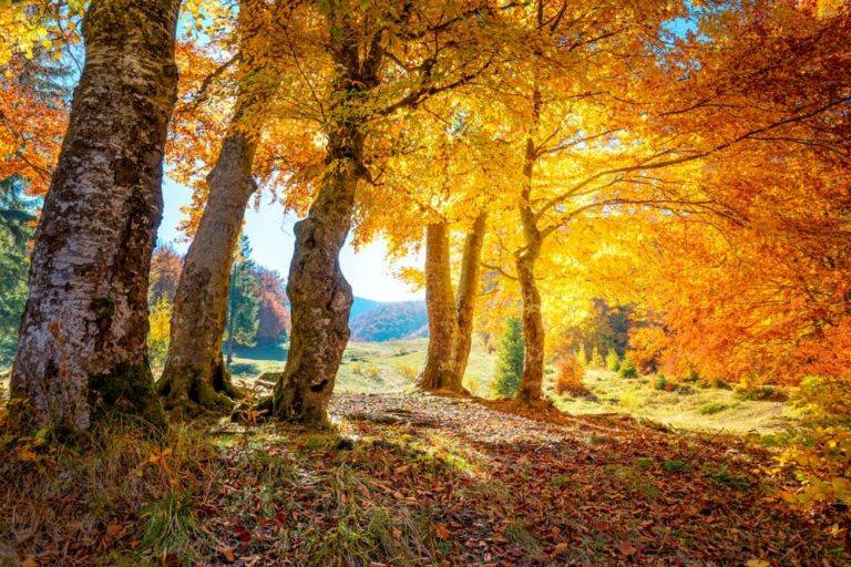 autumn trees in sinlight