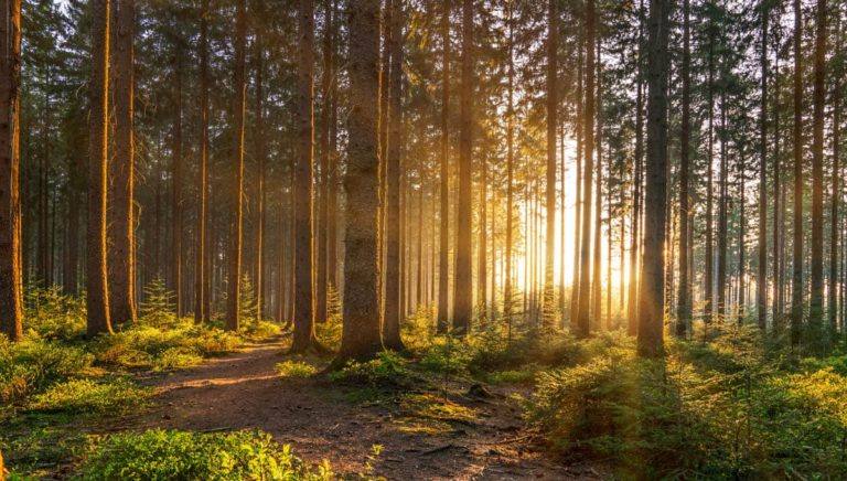 Silent Forest in spring with beautiful bright sun rays - wanderlust