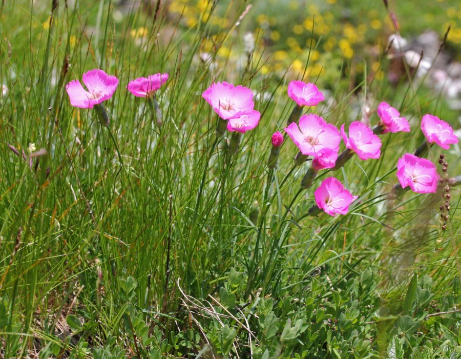 Pink flowers swaying in the wind