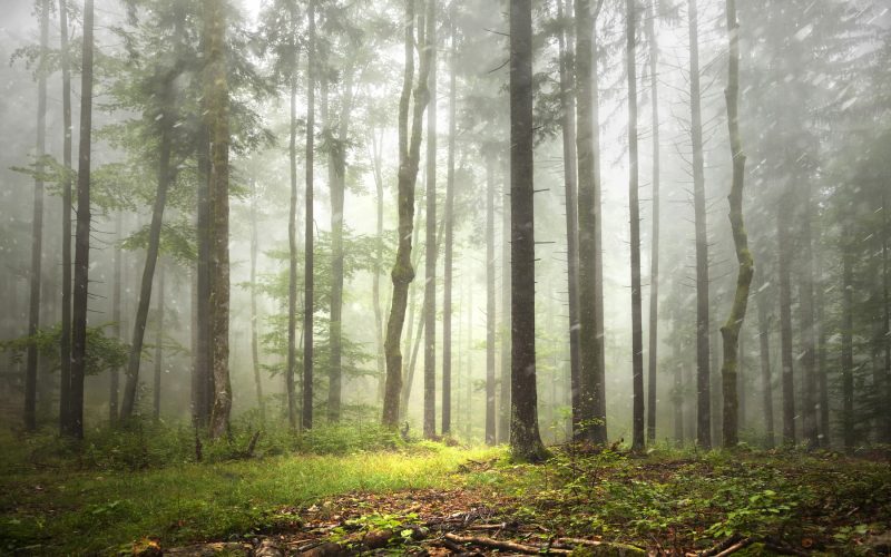 Foggy Tall Trees And Forest Floor